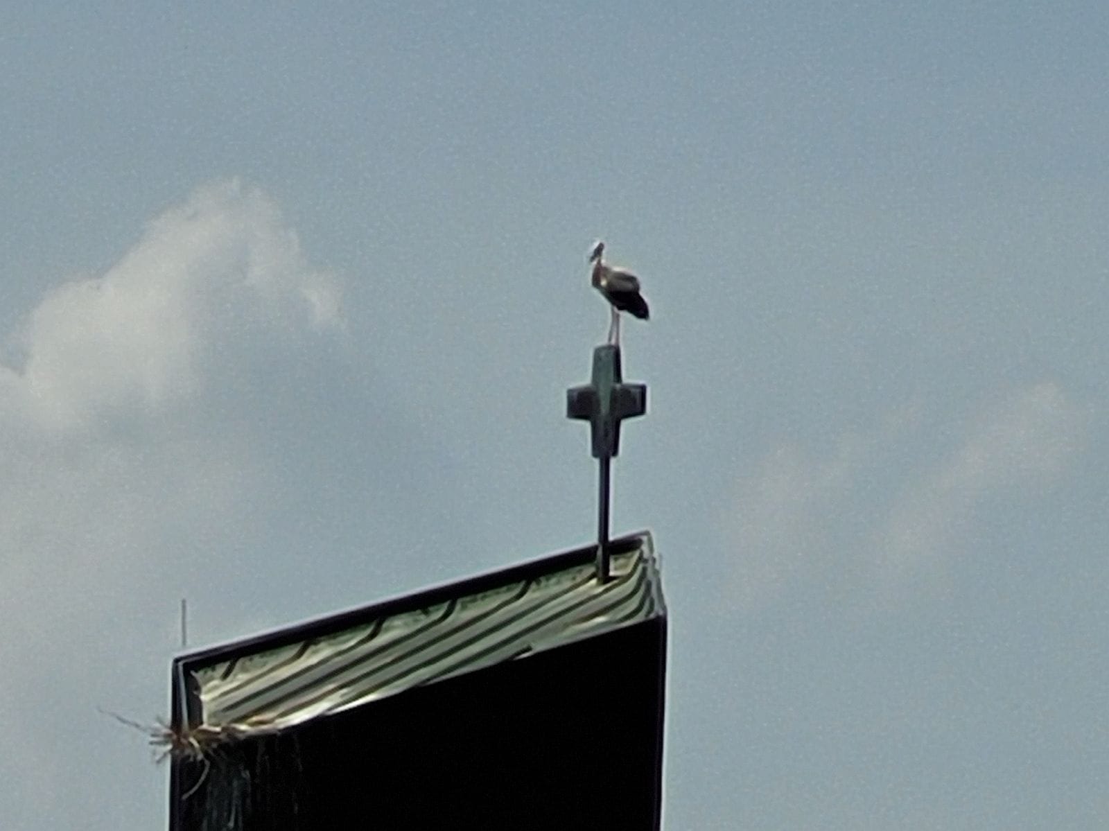 polet storch wamö kreuz 130524