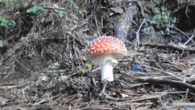 fliegenpilz burgenpfad dk 161022 (3)
