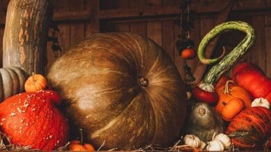 pumpkin 3698130 640
